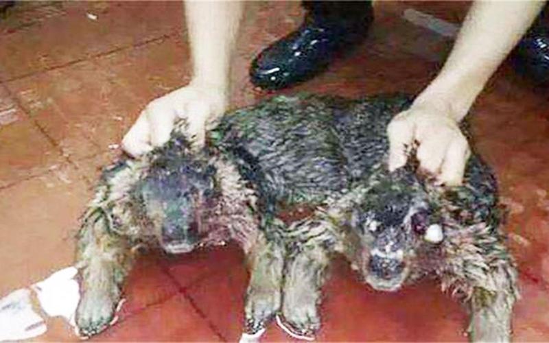 水猴子长什么样图片，水猴子到底长什么样子  第5张