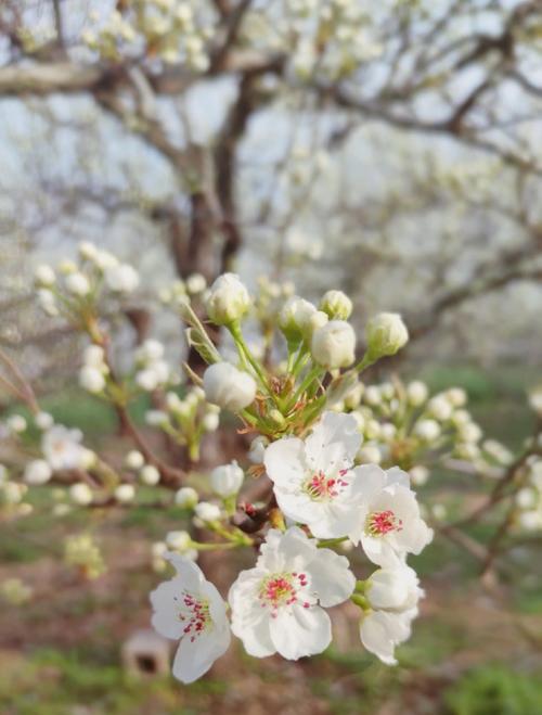 砀山天气60天查询，砀山天气60天查询预报？  第3张