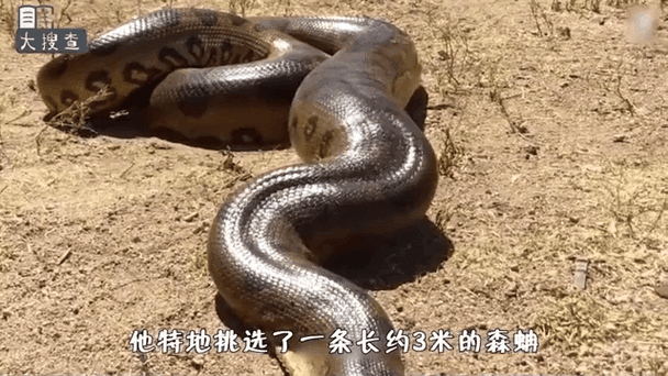 83年东北巨蟒，东北巨蟒渡劫事件  第5张