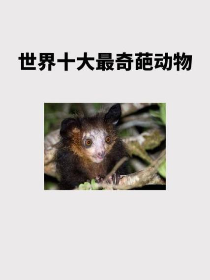 微笑猪的图片，微笑猪原图  第6张