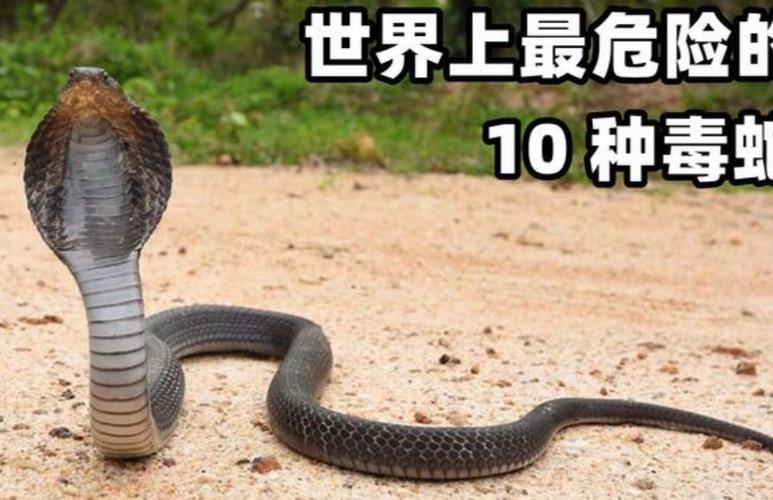 世界上最可怕的巨蛇？世界上最可怕的巨蛇是什么？  第1张