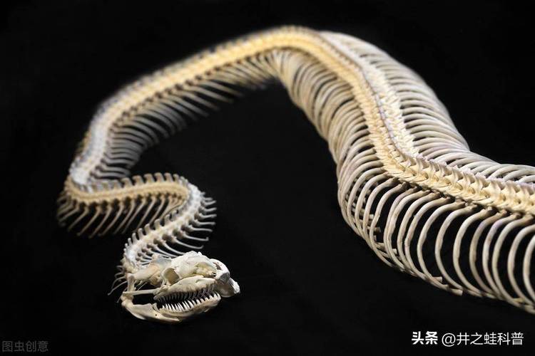 世界上最可怕的巨蛇？世界上最可怕的巨蛇是什么？  第3张