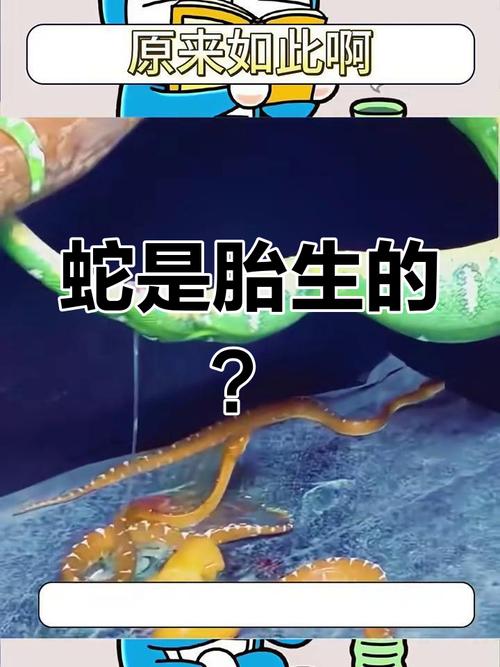 四川女孩怀三条蛇原因，四川女孩怀三条蛇原因分析？  第4张