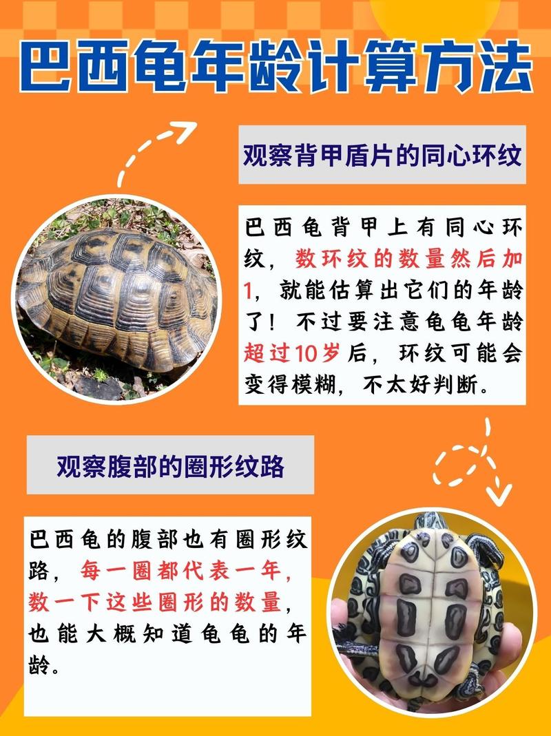 世界上最大的淡水龟体型排名，最大的淡水龟是什么龟？  第1张
