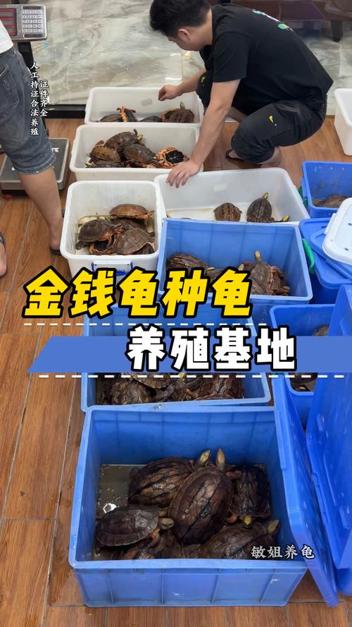 世界上最大的淡水龟体型排名，最大的淡水龟是什么龟？  第3张