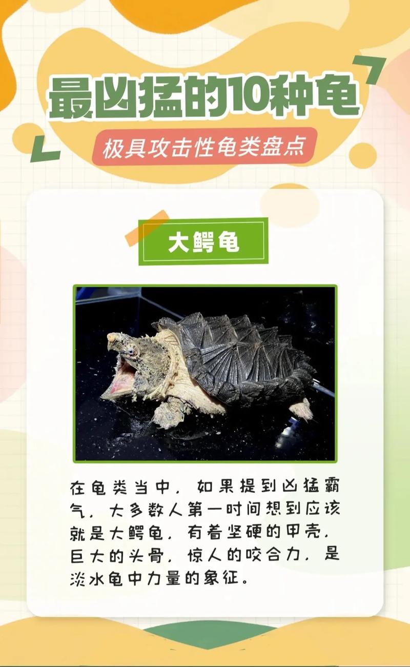 世界上最大的淡水龟体型排名，最大的淡水龟是什么龟？  第4张