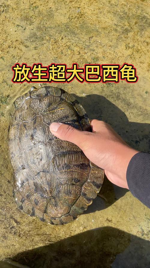 世界上最大的淡水龟体型排名，最大的淡水龟是什么龟？  第6张