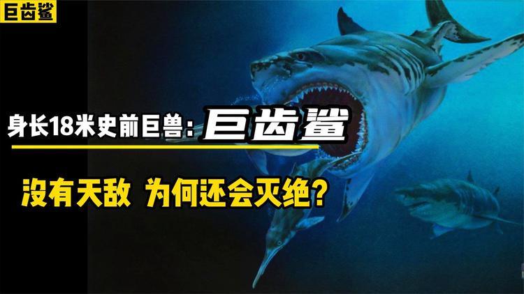 巨齿鲨灭绝之谜？巨齿鲨灭绝没？  第2张