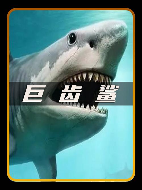 巨齿鲨灭绝之谜？巨齿鲨灭绝没？  第3张