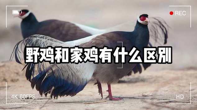 象人族百度百科？象人族人图片？  第3张