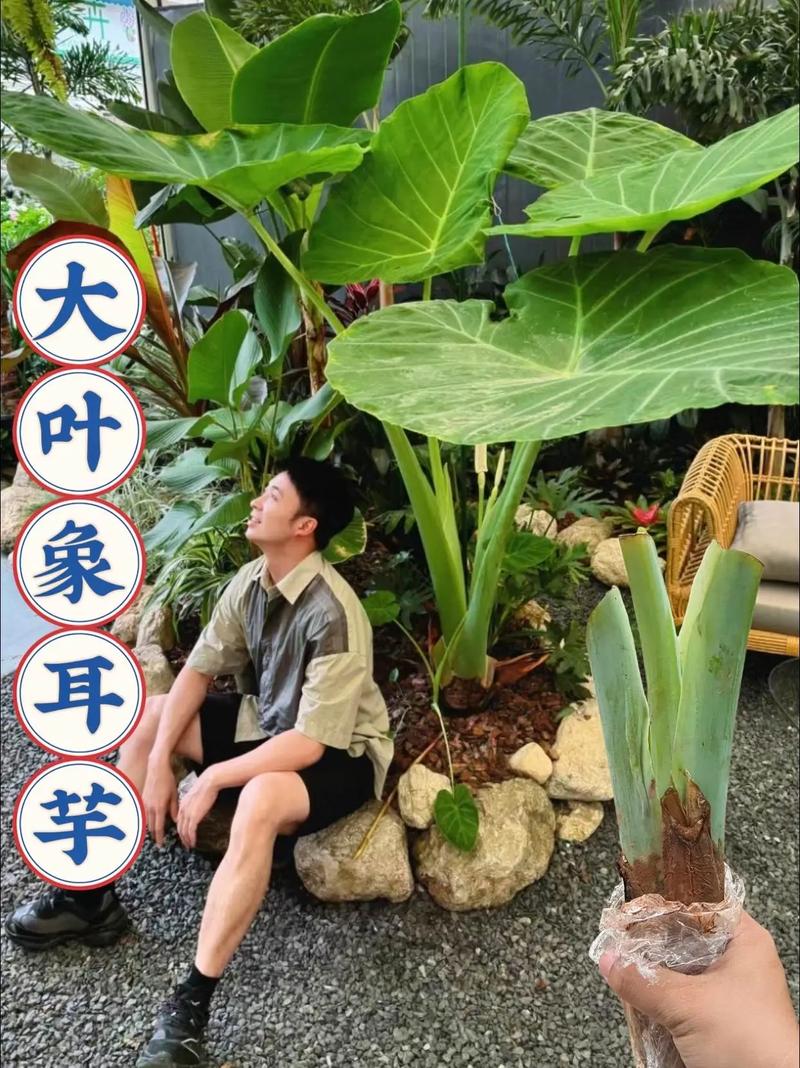 非洲象人族壮阳树皮？非洲象人族吃什么壮阳？  第1张
