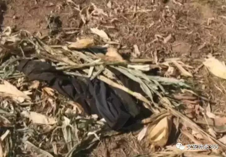 毛孔大芝麻的故事图片，毛孔与芝麻的故事？  第2张