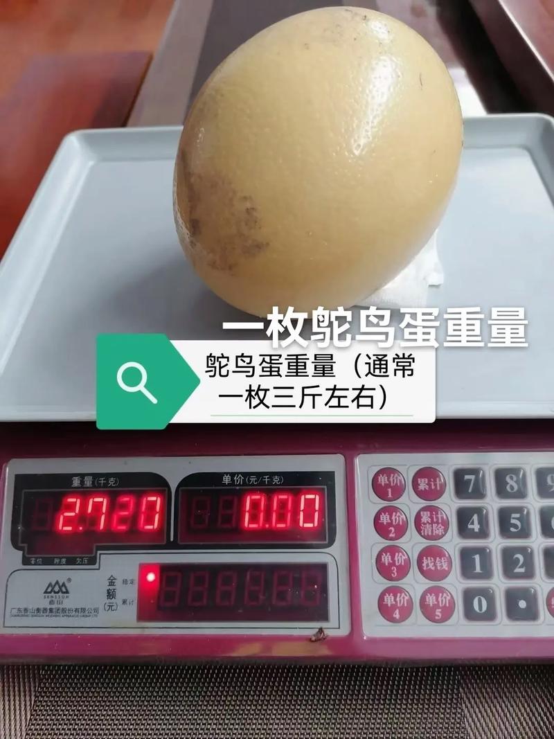 世界上最大的鸟重多少千克，世界上最大的鸟是什么?质量是多少?？  第2张