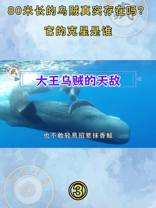 抹香鲸vs巨型乌贼视频，抹香鲸对战乌贼  第4张