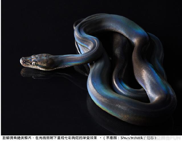 一千年大蟒蛇图片？千年巨蟒大闹冥界是什么电影？  第1张
