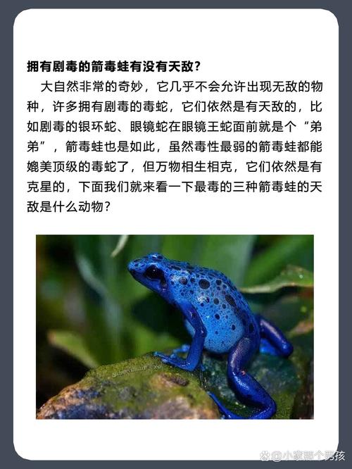 最毒的箭毒蛙，箭毒蛙还是毒箭蛙？  第1张