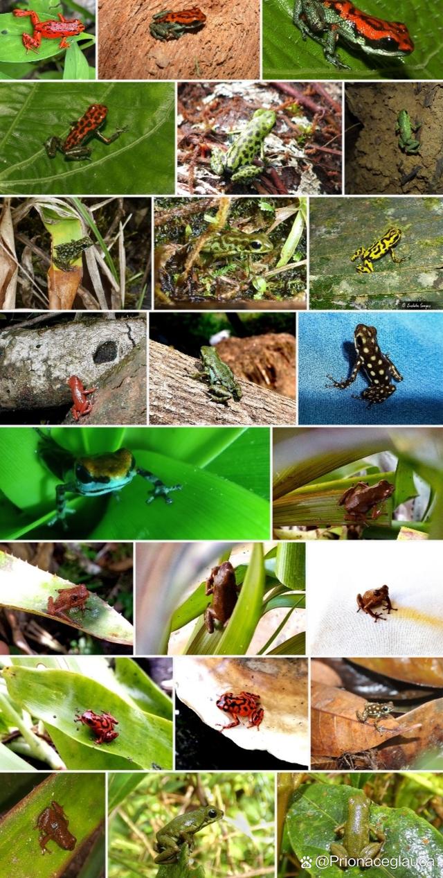 最毒的箭毒蛙，箭毒蛙还是毒箭蛙？  第2张