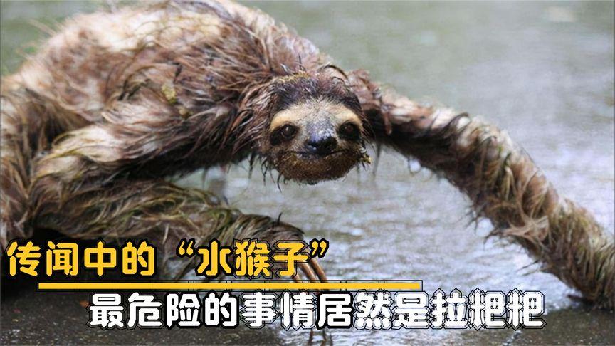 树懒在水里力气大吗，树懒在水中？  第2张