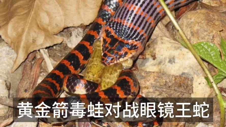 箭毒蛙视频？箭毒蛙怎么伤人？  第3张