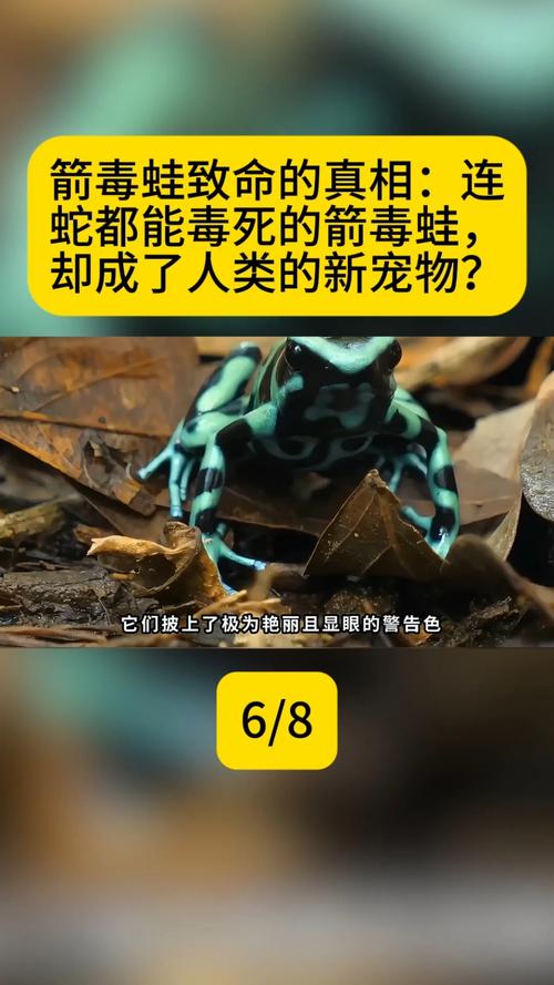 箭毒蛙视频？箭毒蛙怎么伤人？  第6张