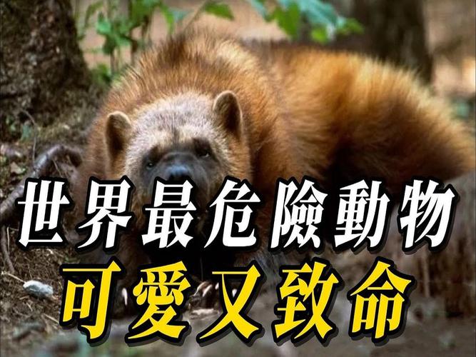 世界上最恐怖的动物是什么动物？你知道世界上最恐怖的动物是什么吗？  第1张