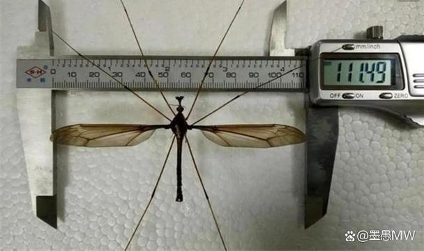 世界上最大的蚊子吃人，世界上最大的蚊子吃人变异  第2张