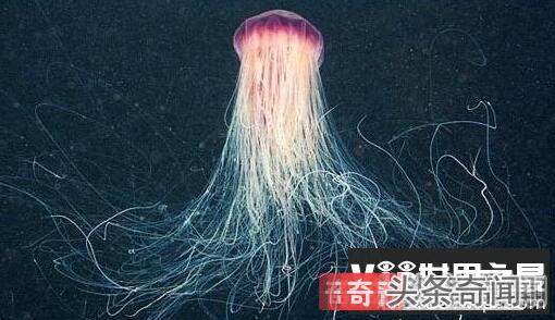 北极霞水母？北极霞水母长什么样？  第2张