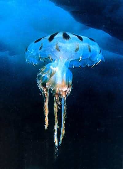 北极霞水母？北极霞水母长什么样？  第5张