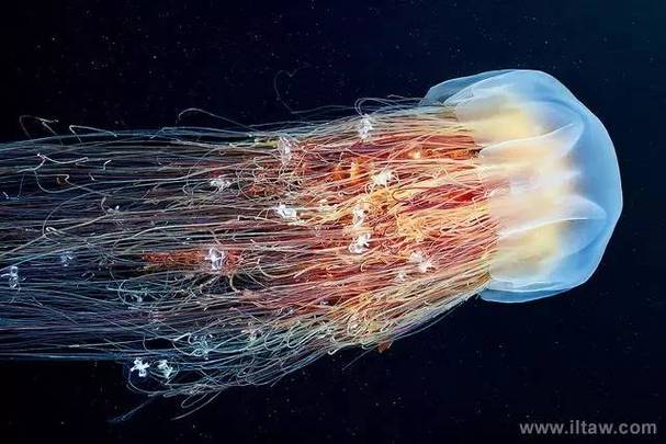 北极霞水母？北极霞水母长什么样？  第6张