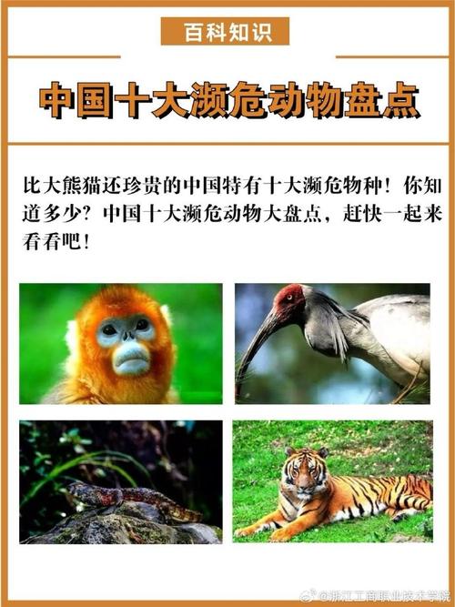 中国上仅剩一只的动物，中国上仅剩一只的动物斑鳖？  第1张