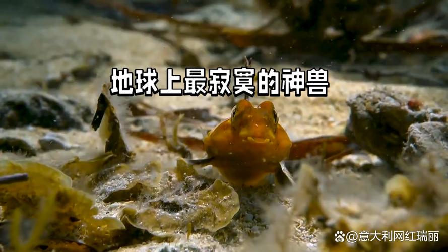 中国上仅剩一只的动物，中国上仅剩一只的动物斑鳖？  第3张