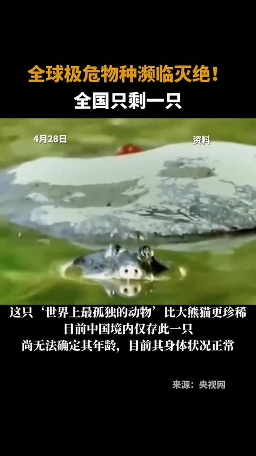 中国上仅剩一只的动物，中国上仅剩一只的动物斑鳖？  第4张