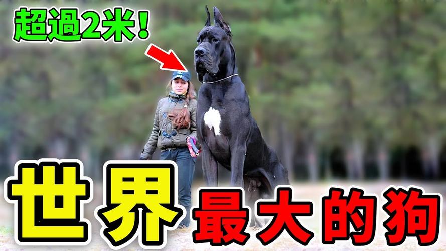 世界上最大的狗有多高？世界上最大的狗身高是多少？  第1张