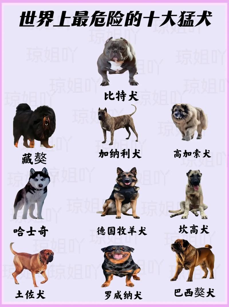 世界上最大的狗有多高？世界上最大的狗身高是多少？  第2张