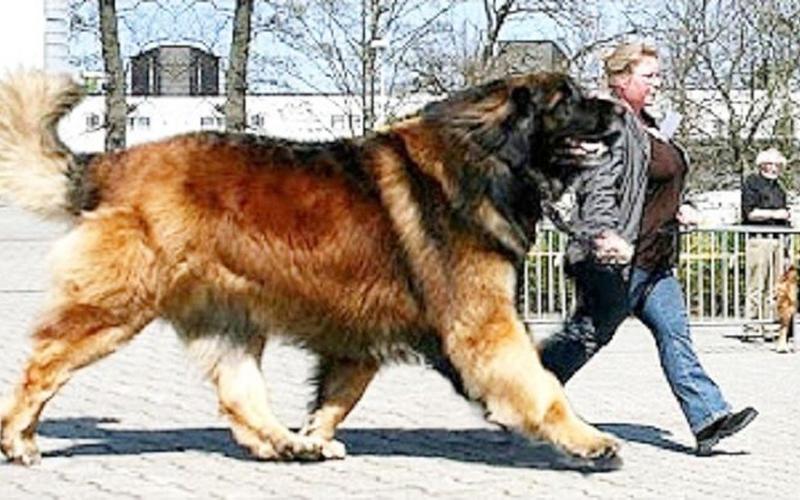 世界上最大的狗有多高？世界上最大的狗身高是多少？  第4张