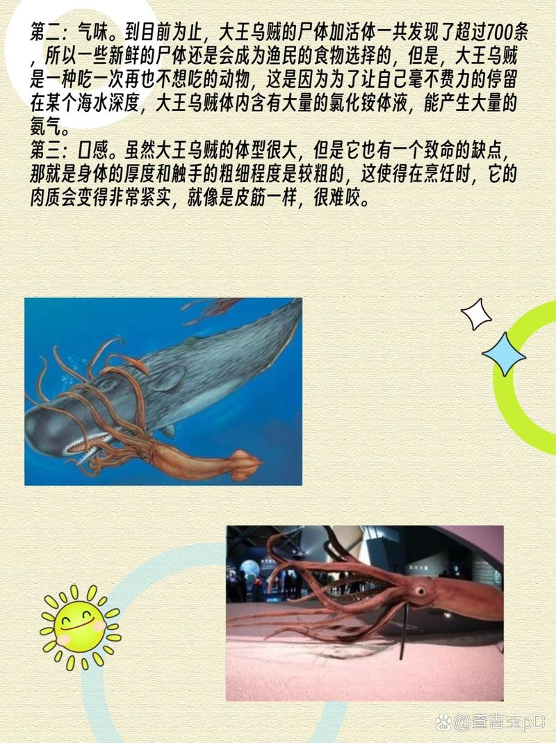 抹香鲸和大王乌贼谁厉害？抹香鲸pk大王乌贼谁会赢？  第3张