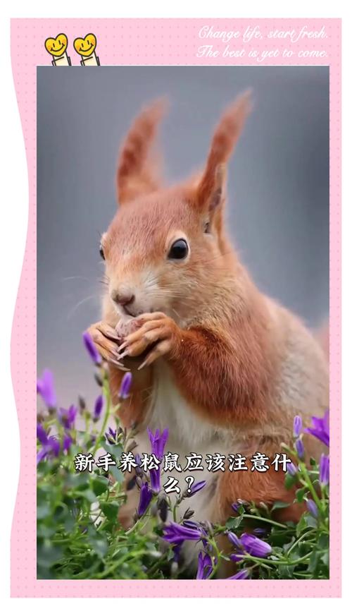 巨松鼠能养吗，巨松鼠能养吗有毒吗？  第1张