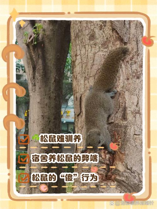 巨松鼠能养吗，巨松鼠能养吗有毒吗？  第5张
