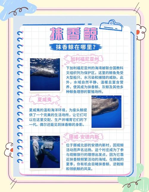 动物兄弟抹香鲸vs大王乌贼？动物兄弟抹香鲸pk乌贼是哪一集？  第2张