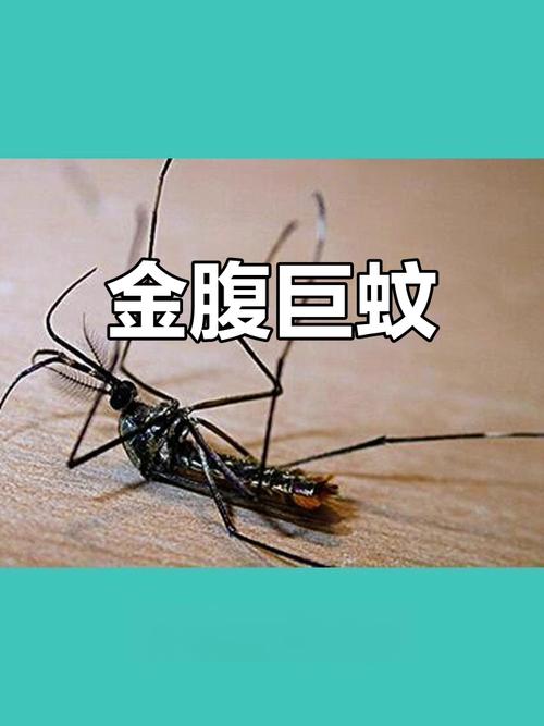 世界上最大的蚊子是什么？世界上最大的蚊子有？  第1张