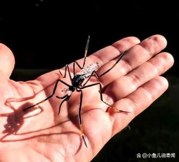 世界上最大的蚊子是什么？世界上最大的蚊子有？  第3张