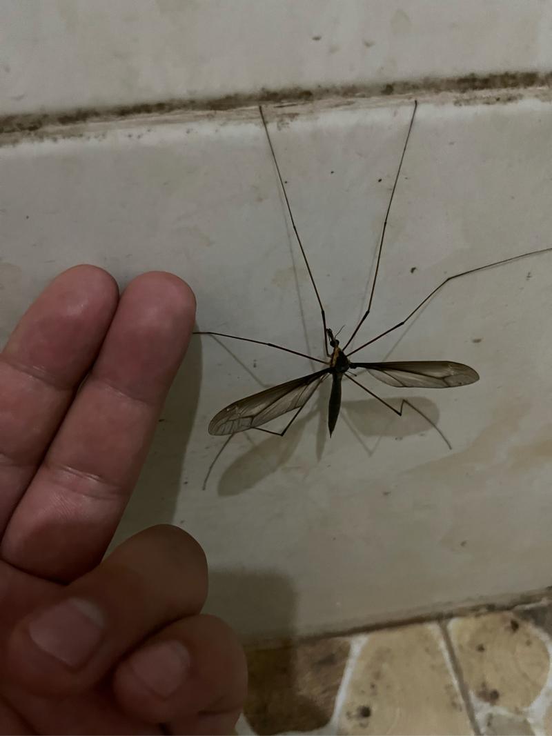 世界上最大的蚊子是什么？世界上最大的蚊子有？  第5张