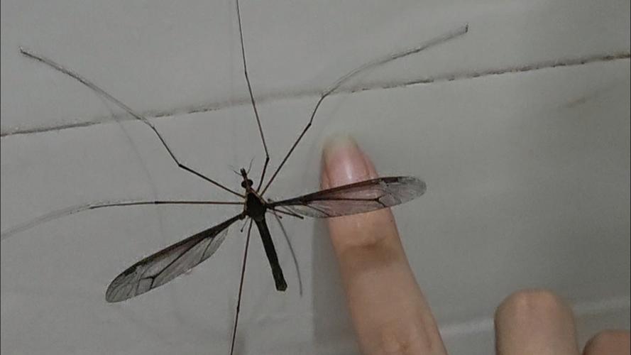 世界上最大的蚊子是什么？世界上最大的蚊子有？  第6张