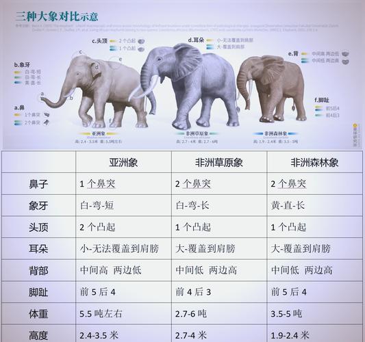 大象的祖先有多可怕，大象的祖先长啥样  第4张