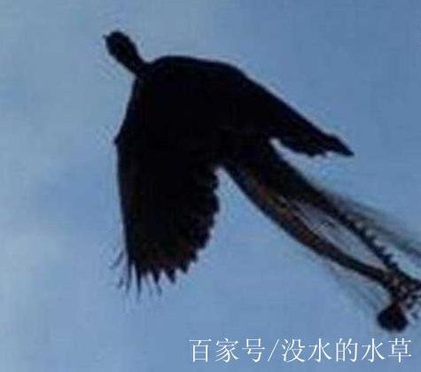 地球上最后一只凤凰，最后一只凤凰的图片  第6张