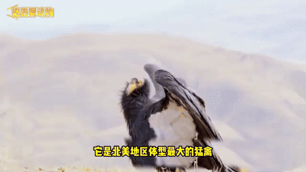世界上最大的飞禽，世界前十猛禽实力排名？  第4张