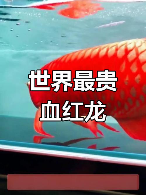 巨型哲罗鲑15米有没有100多米的鱼，巨型哲罗鲑有多大？  第4张