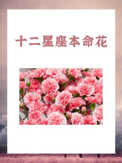 测试自己的本命花？测测你的本命花？  第5张