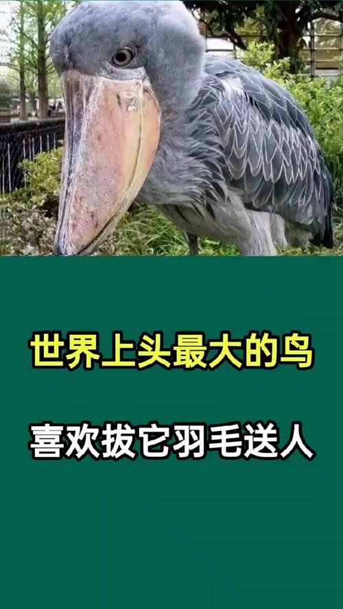 世界上最大的鸟类是什么鸟？世界上最大的鸟是哪只鸟？  第1张