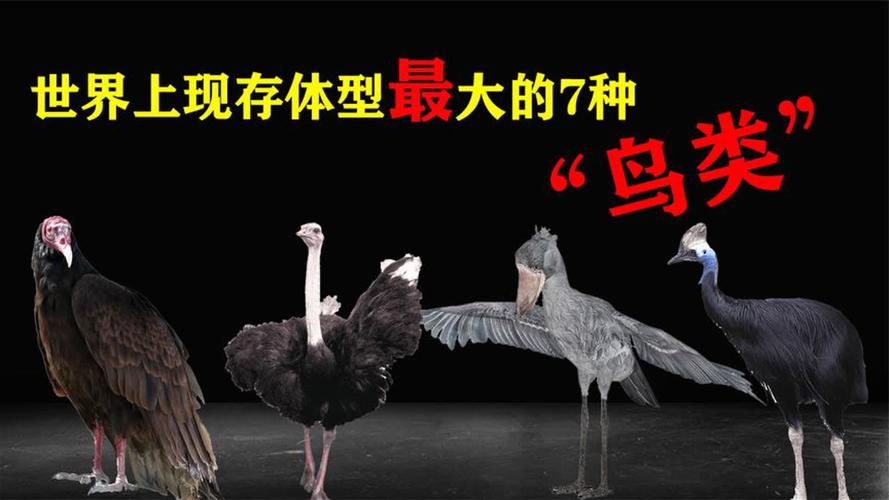 世界上最大的鸟类是什么鸟？世界上最大的鸟是哪只鸟？  第6张